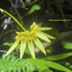 Bulbophyllum longiflorum Orchidaceae Indigène La Réunion 567.jpeg